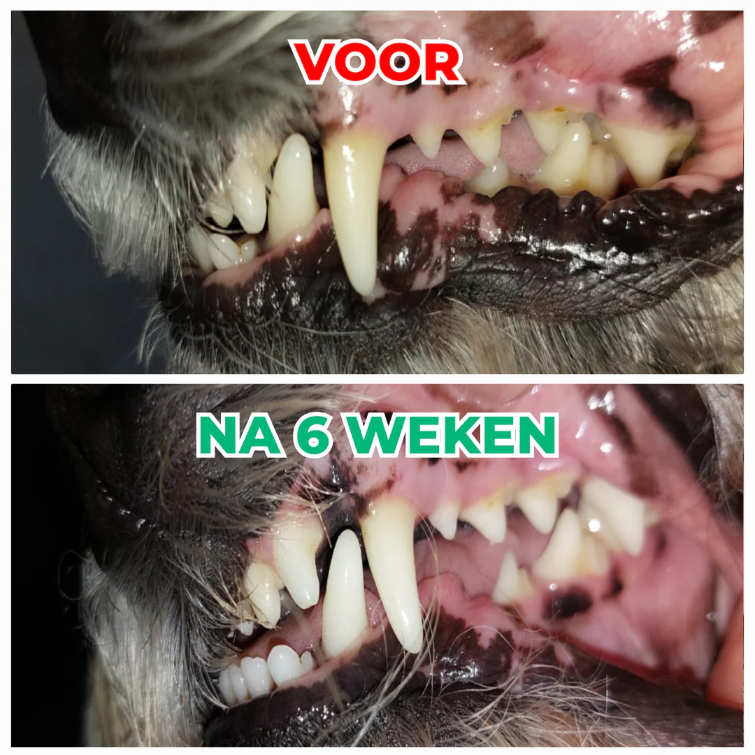 Dental Bright | V2 - Image 4