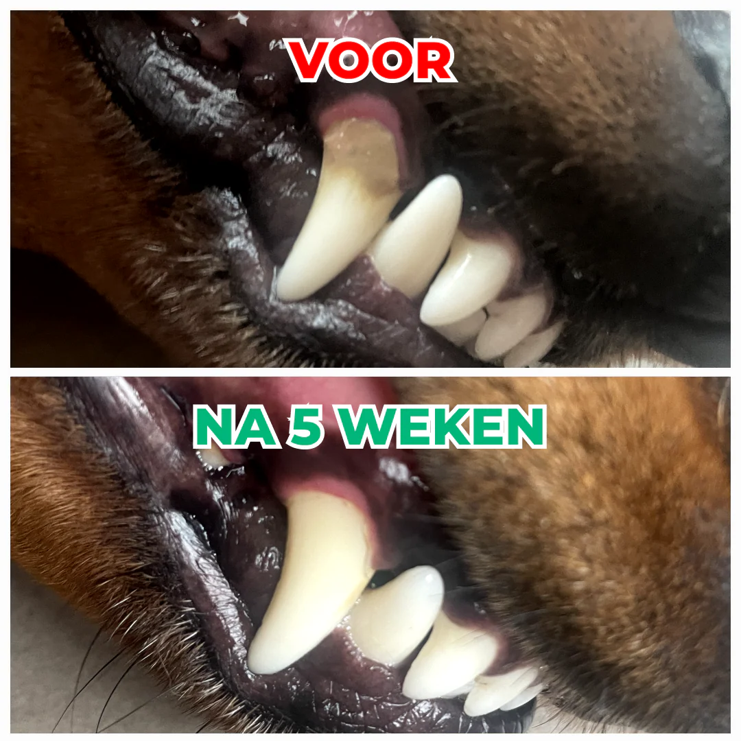 Dental Bright | V2 - Image 5