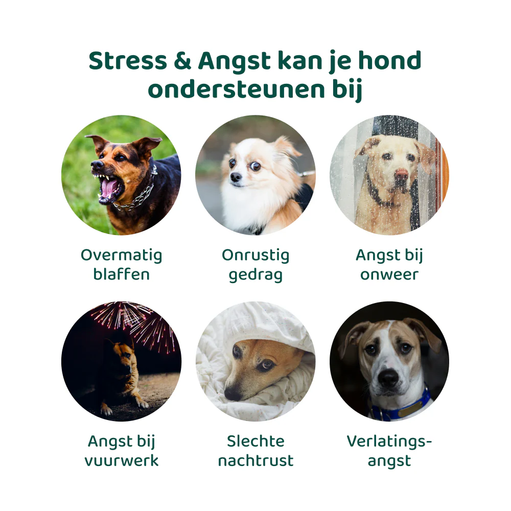 Stress & Angst GroteHond⁺ 🌿 90 snoepjes - Image 3