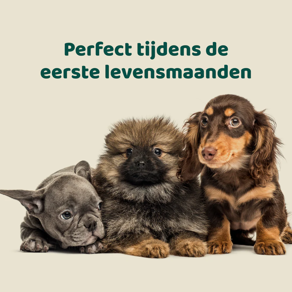 Puppy Probiotica (Zonder vlees) 🌿 45 chewies - Image 7