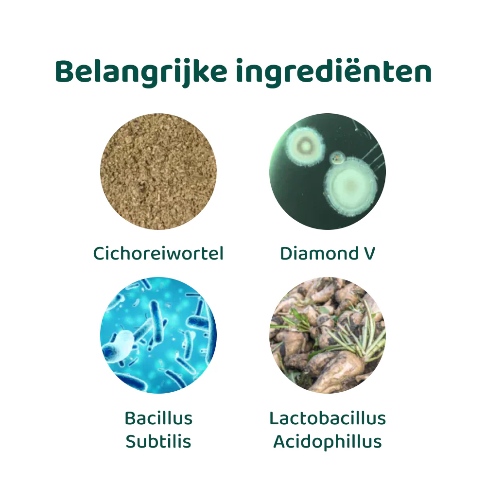 Probiotica Forte 🌿 60 snoepjes - Image 7
